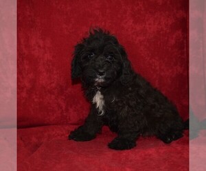 Cavapoo Puppy for sale in BARNESVILLE, KS, USA