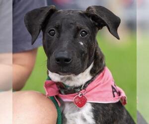 Paw Patrol Pup - Liberty - Female Mutt Dog for Adoption - Photo #17