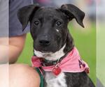 Small Photo #17 Mutt Puppy For Sale in San Diego, CA, USA