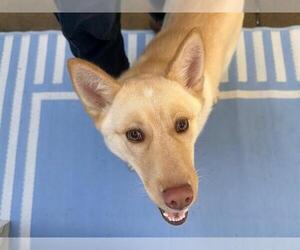 Labsky Dogs for adoption in Santa Rosa, CA, USA