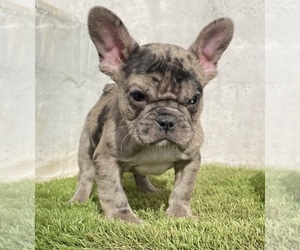 French Bulldog Puppy for sale in MORENO VALLEY, CA, USA