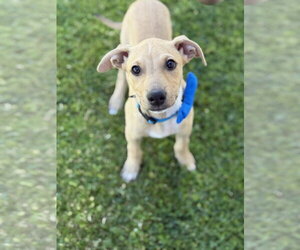 American Pit Bull Terrier-Labrador Retriever Mix Dogs for adoption in Phoenix, AZ, USA