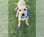 Small American Pit Bull Terrier-Labrador Retriever Mix