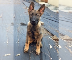 German Shepherd Dog Puppy for sale in ALBANY, CA, USA