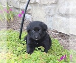 Puppy 2 Golden Retriever-Keeshond Mix