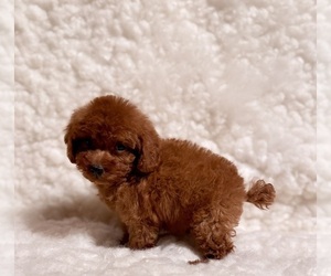 Poodle (Toy) Puppy for sale in REDLANDS, CA, USA