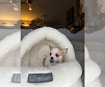 Small #12 Chihuahua