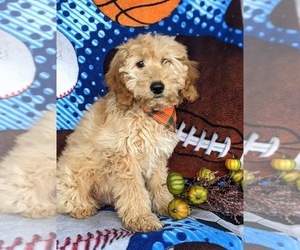 Goldendoodle (Miniature) Puppy for sale in KIRKWOOD, PA, USA