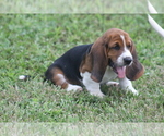 Puppy Dan Basset Hound
