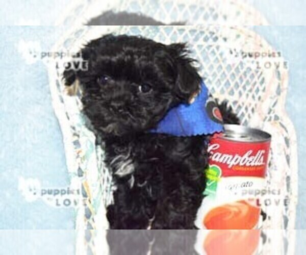 Medium Photo #5 Maltipoo Puppy For Sale in SANGER, TX, USA