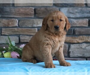 Golden Retriever Puppy for sale in FREDERICKSBURG, OH, USA