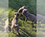 Puppy Puppy 3 Cane Corso