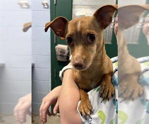 Chiweenie Dogs for adoption in Woodland, CA, USA