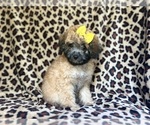 Small #7 Cavapoo