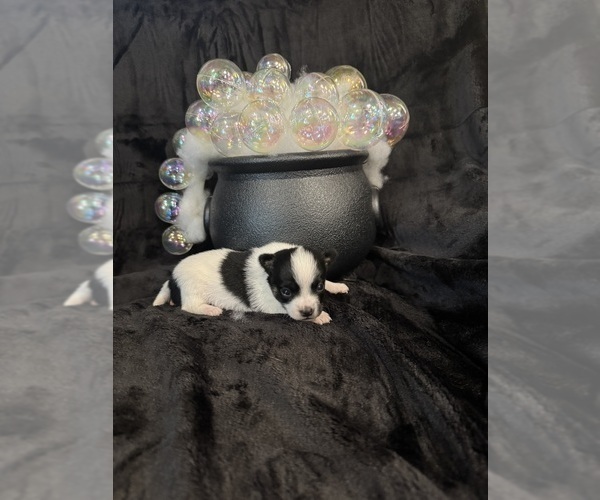 Medium Photo #7 Chihuahua Puppy For Sale in SHERMAN, TX, USA
