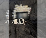 Gabe - Male Chihuahua Puppy for Sale - Photo #7