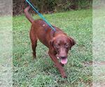 Small #3 Labrador Retriever Mix