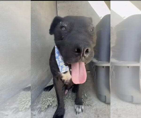 Medium Photo #4 Mountain Cur-Unknown Mix Puppy For Sale in San Diego, CA, USA