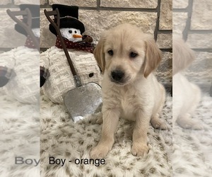 Golden Retriever Dog for Adoption in WOLFFORTH, Texas USA