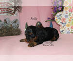 Small Photo #7 Cavapoo Puppy For Sale in CHANUTE, KS, USA