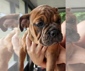 Bulldog Puppy for sale in ZEPHYRHILLS, FL, USA