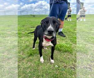 American Staffordshire Terrier Dogs for adoption in Oakhurst, NJ, USA