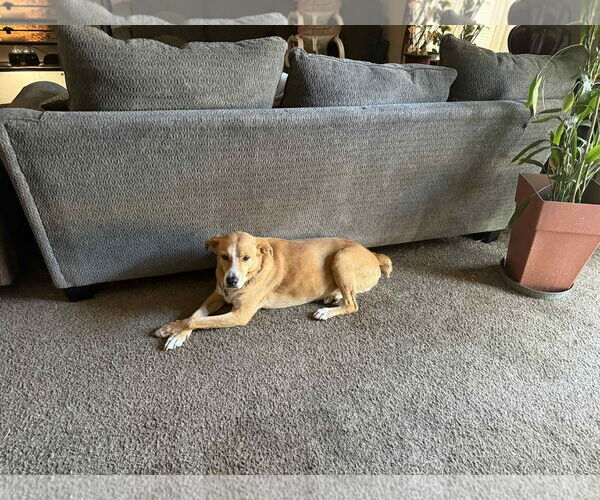 Medium Photo #2 Feist Terrier-Siberian Husky Mix Puppy For Sale in Brooksville, FL, USA