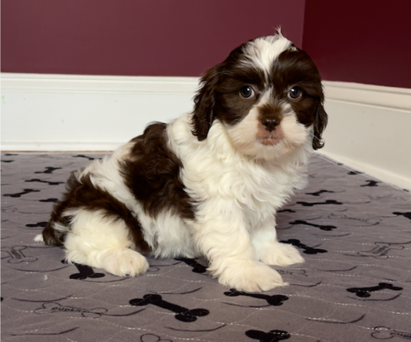 Medium Photo #1 ShihPoo Puppy For Sale in MARIETTA, GA, USA