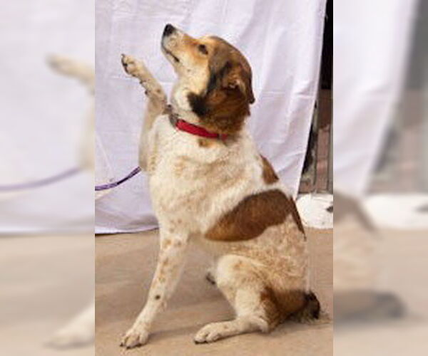 Medium Photo #2 Mutt Puppy For Sale in Cottonwood, AZ, USA