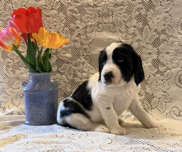 Medium Photo #3 English Springer Spaniel Puppy For Sale in OWEN, WI, USA