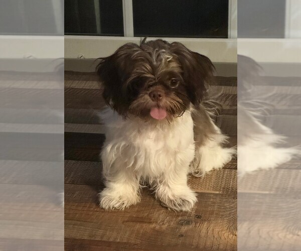 Medium Photo #1 Shih Tzu Puppy For Sale in HAM LAKE, MN, USA