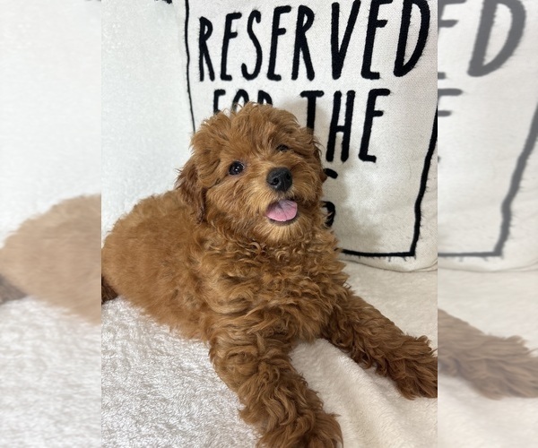 Medium Photo #1 Goldendoodle (Miniature) Puppy For Sale in GREENFIELD, IN, USA