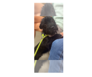 Dachshund-Unknown Mix Dogs for adoption in Greenbelt, MD, USA