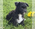 Small #9 Morkie