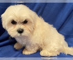 Small Photo #2 Shih Tzu Puppy For Sale in PINK HILL, NC, USA