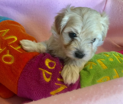 Medium Photo #1 Maltipoo Puppy For Sale in DUPONT, WA, USA