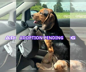 Beagle Dogs for adoption in Dunnellon, FL, USA