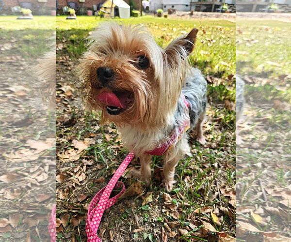 Medium Photo #5 Mutt Puppy For Sale in Arlington, VA, USA