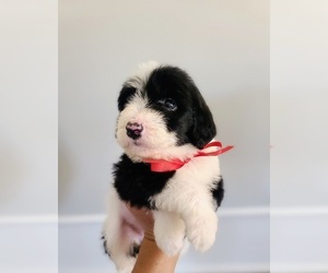 Sheepadoodle Puppy for sale in GULF SHORES, AL, USA