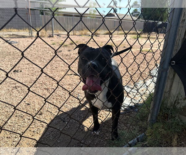 Medium Photo #2 Bull-Boxer Puppy For Sale in Chandler, AZ, USA
