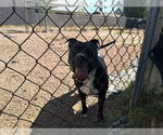 Small #1 Bull-Boxer