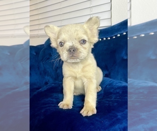 Medium Photo #22 French Bulldog Puppy For Sale in MILWAUKEE, WI, USA