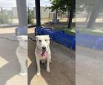 Small #1 Siberian Husky Mix