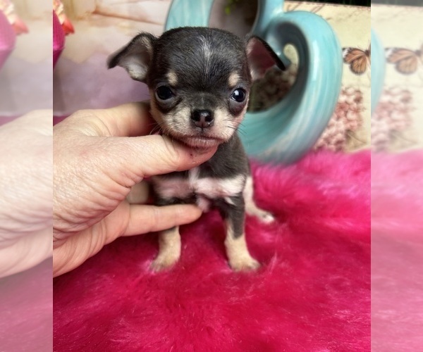 Medium Photo #1 Chihuahua Puppy For Sale in TRACY, CA, USA