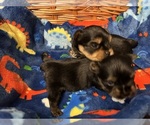 Small Photo #27 Yorkshire Terrier Puppy For Sale in BRIDGETON, NJ, USA