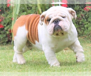 Father of the English Bulldog puppies born on 01/24/2021