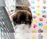 Small #12 Japanese Chin