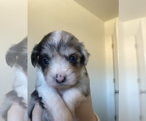 Medium Havanese-Miniature Australian Shepherd Mix