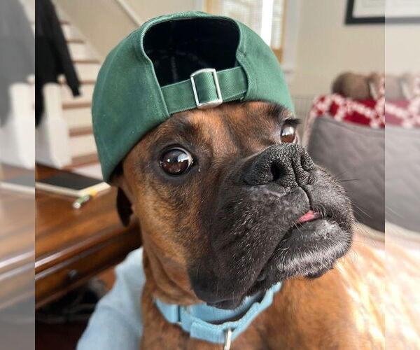 Medium Photo #5 Boxer Puppy For Sale in Oak Bluffs, MA, USA