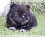 Small #8 Pomeranian